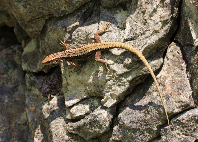 Lucertola di Horvath?  No,  Podarcis muralis!